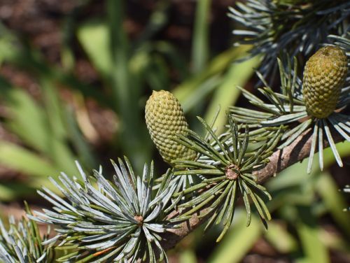 weeping spruce new cones cones spruce