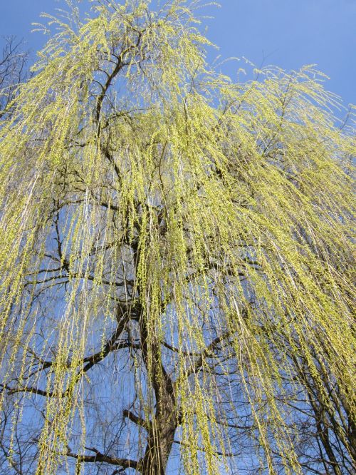 weeping willow pasture tree