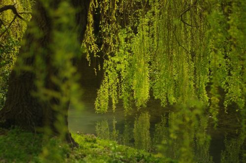 weeping willow green water