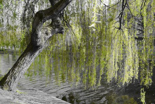 weeping willow nature green