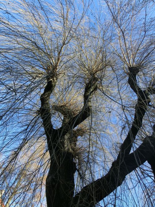 weeping willow tree pasture