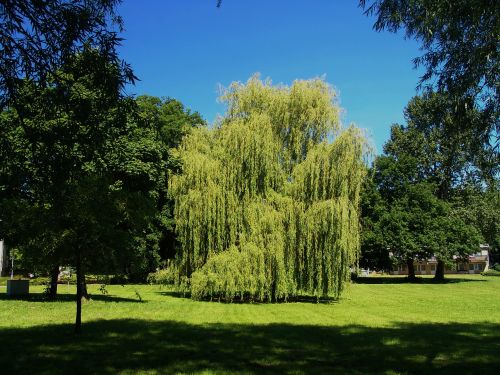 weeping willow garden spring