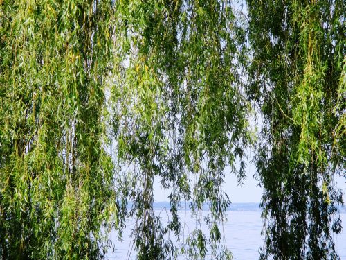 weeping willow tree leaves