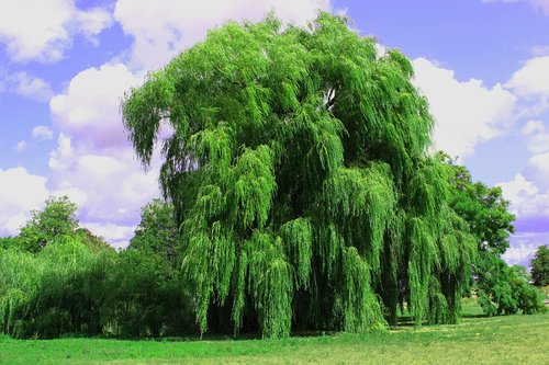 weeping willow  tree  pasture