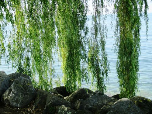 weeping willow tree hanging branches