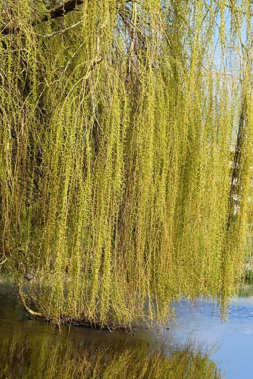 weeping willow  branches  branch