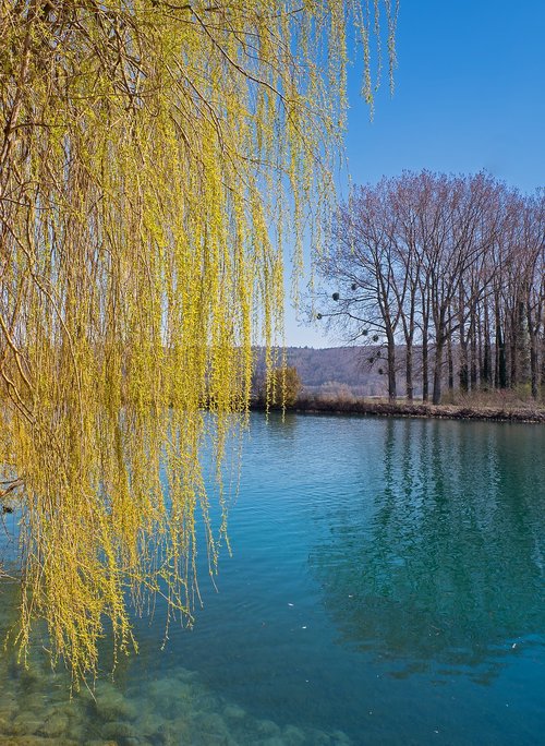 weeping willow  pasture  river