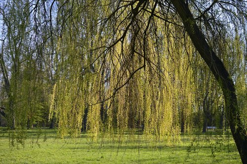 weeping willow  salix babylonica  pasture