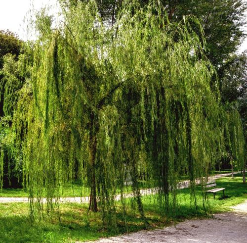 weeping willow garden nature