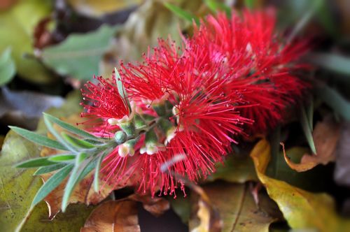 Weeping Willow Flower