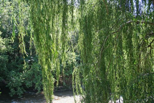Weeping Willow Tree Close Up