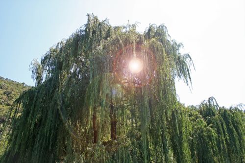 Weeping Willow With Lens Flare