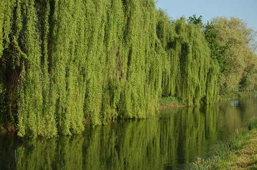 weeping willows  salix babylonica  tree