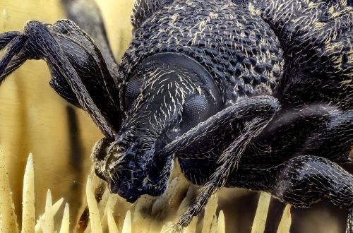 weevil bug beetle