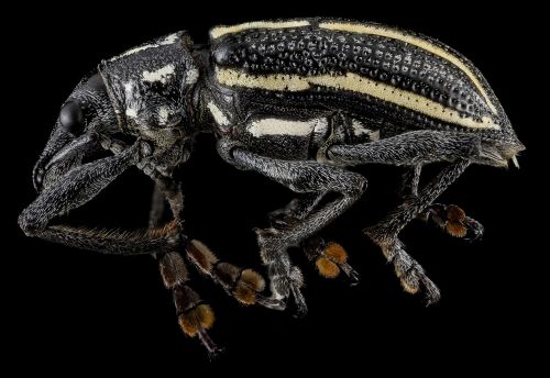 weevil macro insect