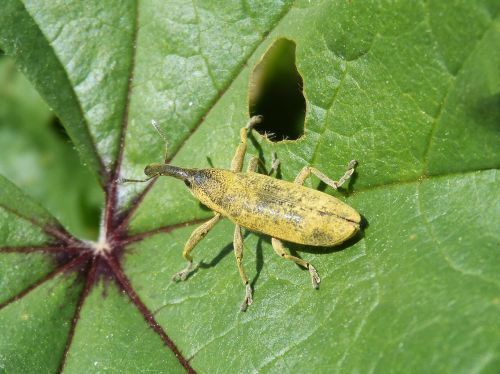 weevil weevil beetle lixus angustatus