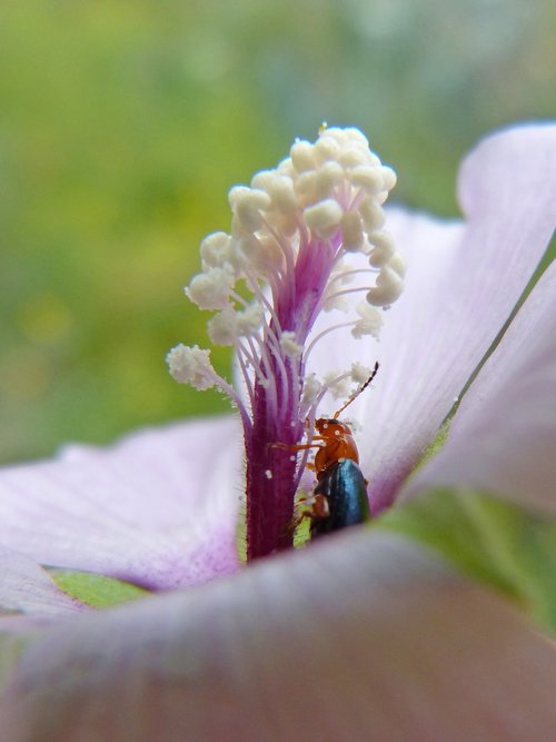 weevil  beetle  pollen