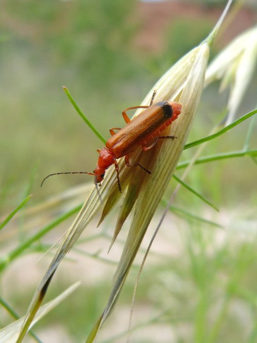 weevil  orange beetle  coleoptera