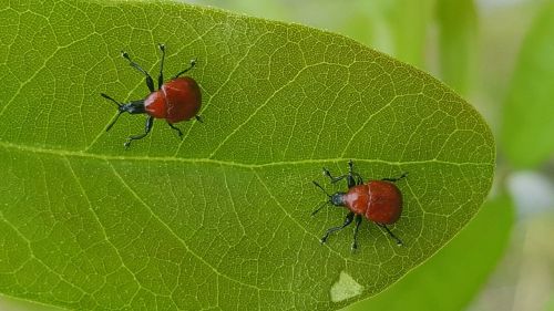 weevils bugs beetles