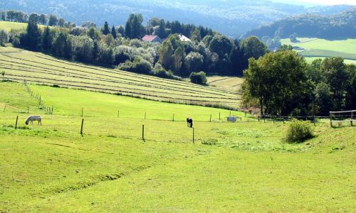 Pasture With Horses