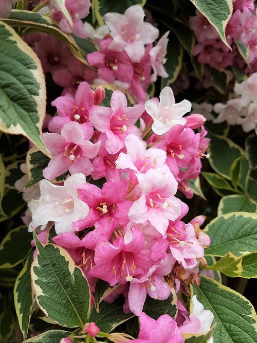 weigela  flowers  pink