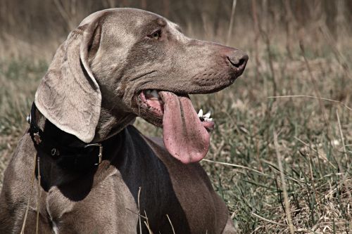 weimaraner hunting dog dog