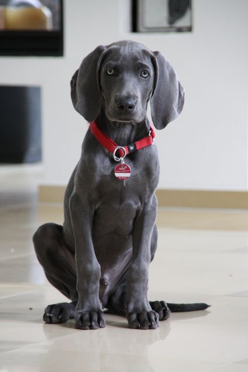 weimaraner dog young dog