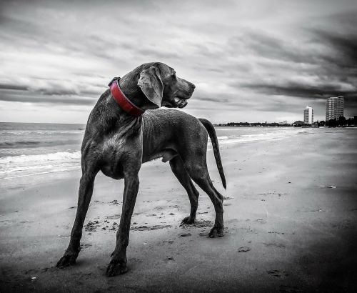 weimaraner beach thailand