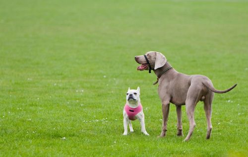 weimaraner french bulldog bulldog