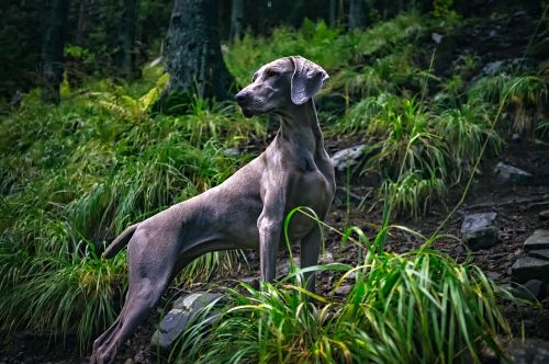 weimaraner dog pet