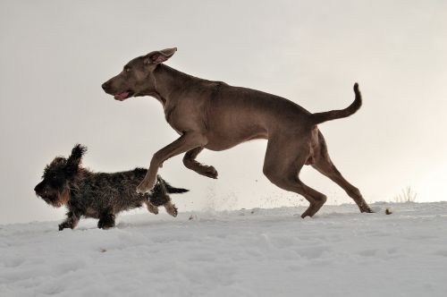 weimaraner dachshund running dogs