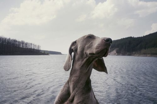 weimaraner breed dog