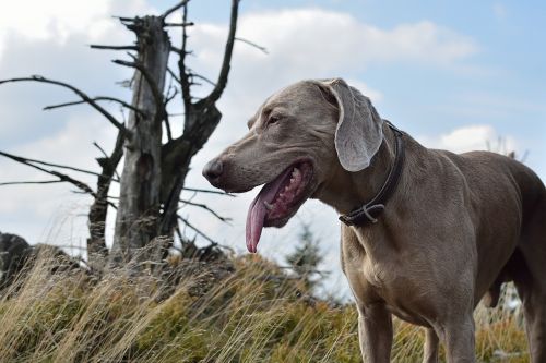 weimaraner dog portrait