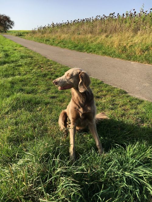 weimaraner dog nature