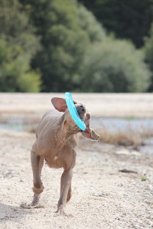 weimaraner animal dog