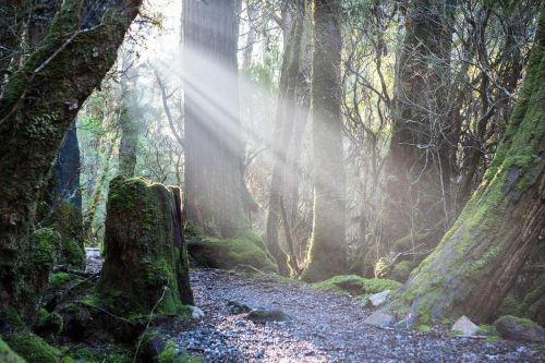 weindorfers forest walk tasmania sunlight