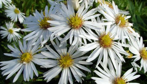 White And Yellow Flowers