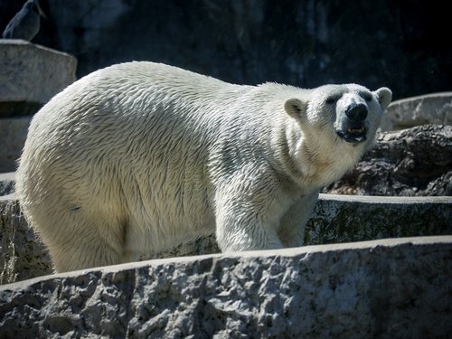 weissbär  zoo  animal