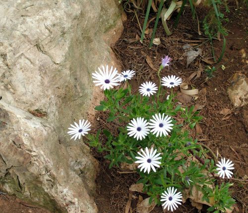 White Flowers With Stone