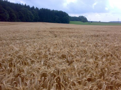 Wheat Field