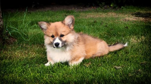 welsh corgi corgi dog