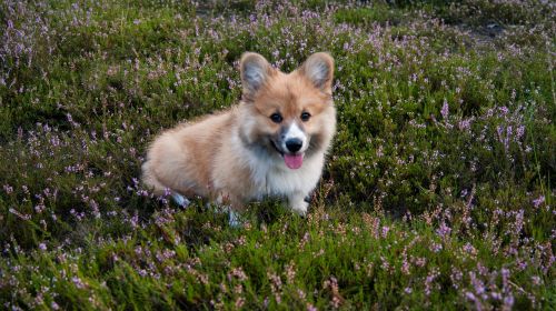 welsh corgi dog pet