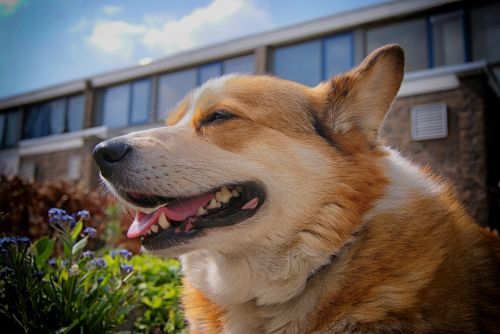 welsh corgi corgi dog