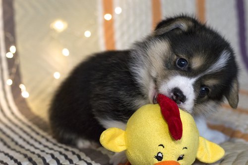 welsh corgi pembroke  corgi  dog