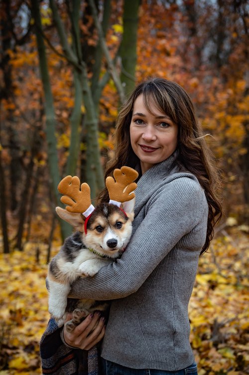 welsh corgi pembroke  corgi  horns