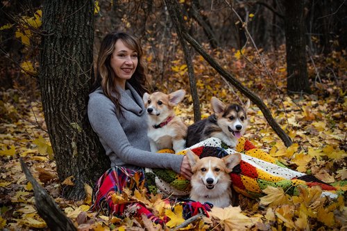 welsh corgi pembroke  corgi  three dogs