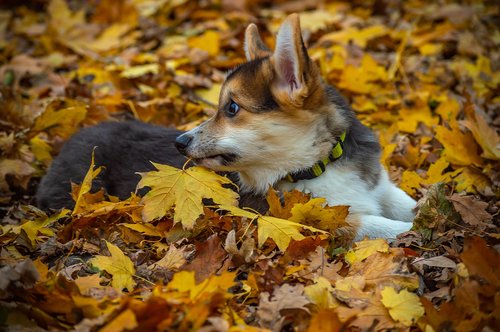 welsh corgi pembroke  corgi  dog