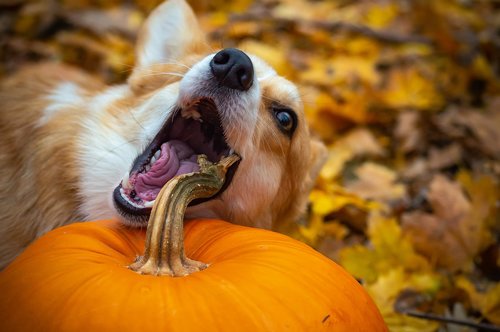 welsh corgi pembroke  corgi  dog