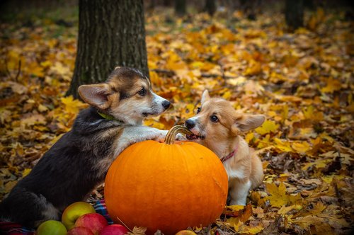 welsh corgi pembroke  corgi  dog