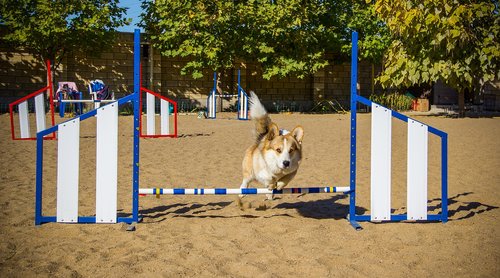 welsh corgi pembroke  corgi  dog